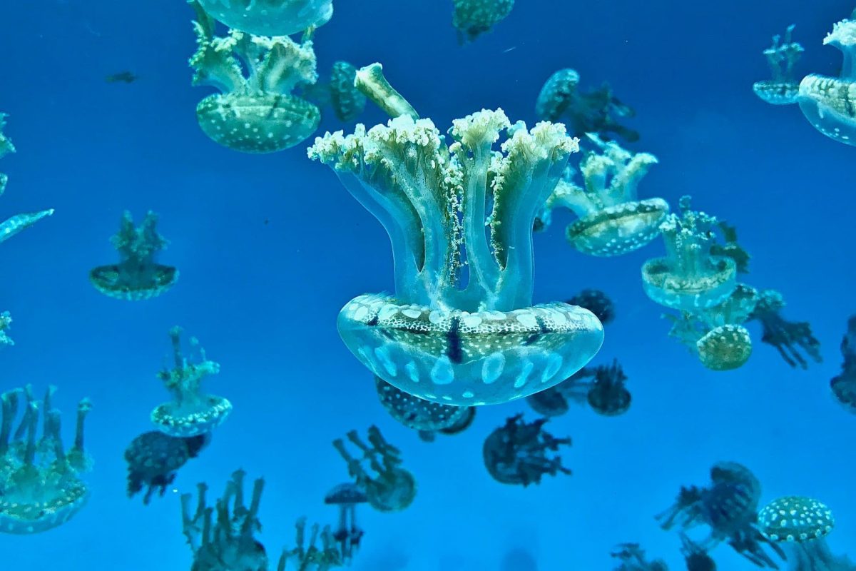 acuario-del-pacifico-long-beach