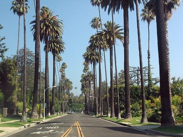 avenida-de-las-palmeras