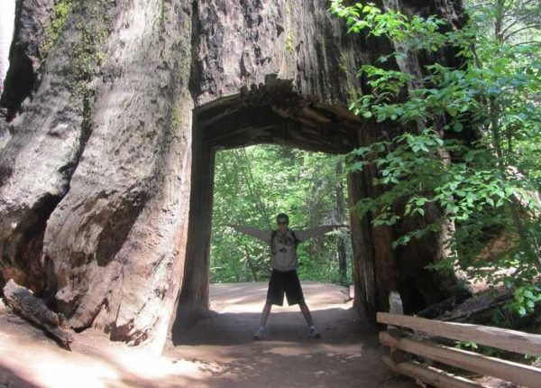 tuolumne-grove-yosemite-national-park tuolumne-grove-yosemite-national-park